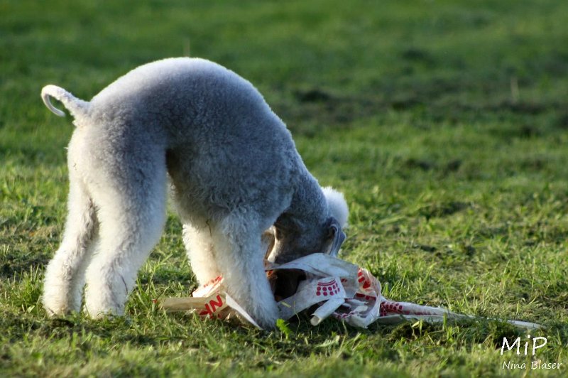 2010-10-03 Coursing-Training GE (42).jpg